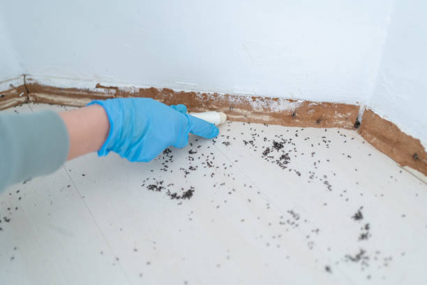 Professional Pest Control in Stanton, MI